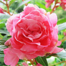 Camellia impatiens Seeds Balcony Potted Diy Plant Anthurium For Home Garden SP