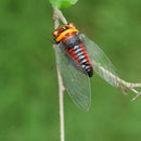Summer Insect Statue Tree Lawn Ornament DIY Animal Sculpture Decor Cicada