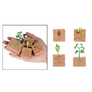 Nature Plant Seeds Growth Portico Pre-school Learning Imaginatio