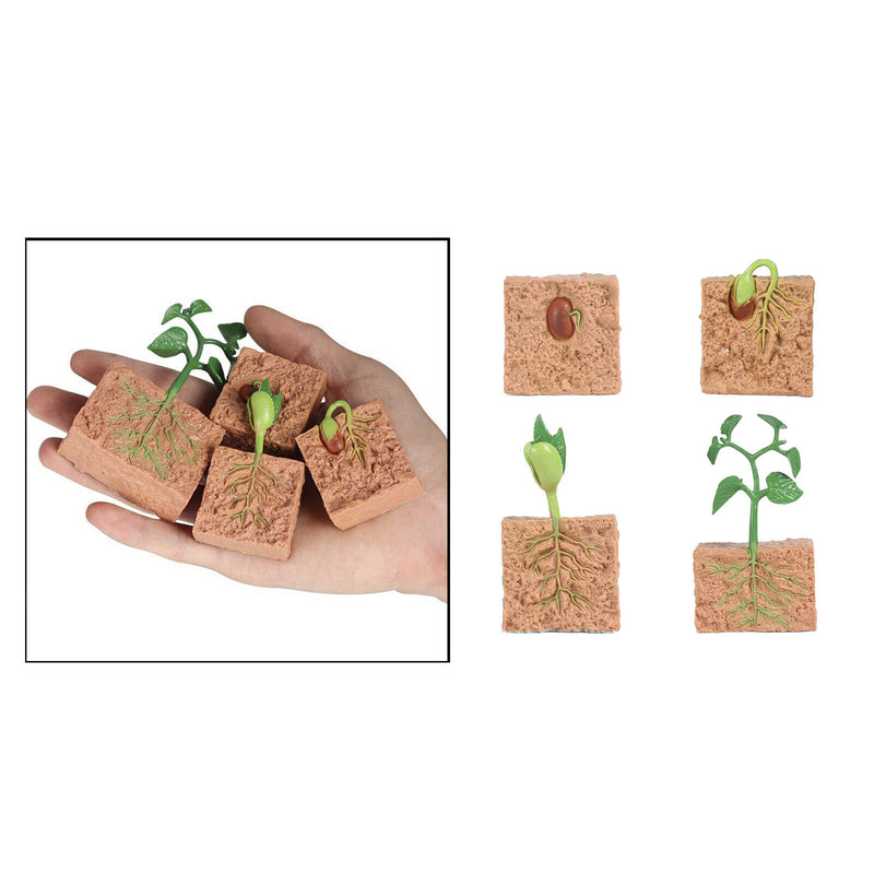 Nature Plant Seeds Growth Portico Pre-school Learning Imaginatio