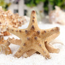 10pcs Natural Starfish Sea Star shell Aquarium Landscape Making DIY Craft Decor