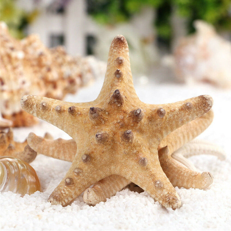 10pcs Natural Starfish Sea Star shell Aquarium Landscape Making DIY Craft Decor
