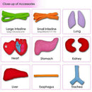 Anatomy Apron Human Body Organs Awareness Educational Insights Toys for Chi