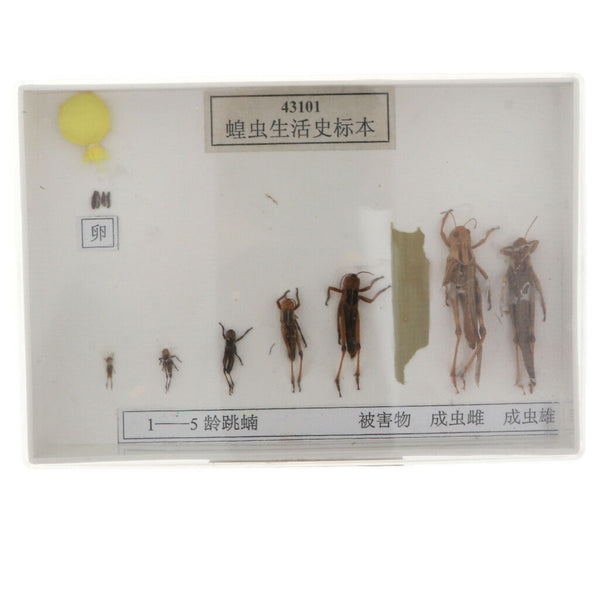 Lifecycle of a Locust Specimens Taxidermy Framed Collectible, 7.5x5x1.2inch