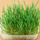 800Pcs/Set Cat Grass Seeds Oats Antioxidant Pets Health F5O6 Food