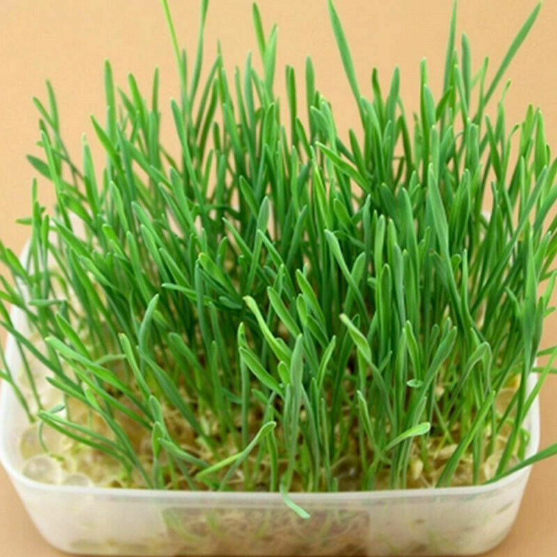 800Pcs/Set Cat Grass Seeds Oats Antioxidant Pets Health F5O6 Food