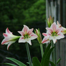Beautiful 2 Bulbs Plants Elvas Double Amaryllis HIPPEASTRUM G5X6 Amarylli E G5A5