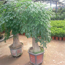 1pcs pachira money tree seeds good luck much money indoor plant ornamental ly