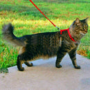 1x Katzen Leine Halsband Katzenleine Klein Haustier Katzengeschirr Ne Hunde