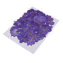 50pcs Pressed Flower Real Natural Dried Flowers for DIY Handmade Craft Blue