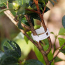 Plant Fixed Vine Tomato Stem Clip Support Connection Lattice Winding Cage  XWY