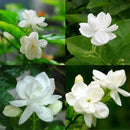50pcs Jasmine Gardenia Seeds Light Fragrant White Color Bloom Five Petal DecoSP