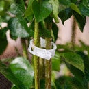 Garden Vegetables Tomato Vine Stalks Grow Upright Support Plant Clips Gift V3V5