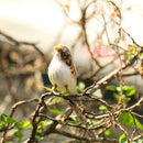 2 x Handmade Sparrow Artificial Decor Arts Ornaments Creative Party Decor