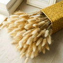 20PCS Bunny Tails Lagurus Ovatus Grass Dried Flower For Home Wedding DIY Decor