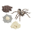 4 Pieces Life Cycle of a Spider, Animal Growth Cycle Includes Egg, Larva,