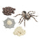 4 Pieces Life Cycle of a Spider, Animal Growth Cycle Includes Egg, Larva,