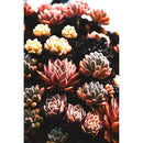 1000 Pieces Adults Kids Paper Jigsaw Puzzles Fleshiness Assembling Picture