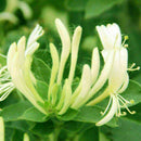Honeysuckle Seeds Fast Fragrant Garden Plant 50Pcs Supply K7D9 P1B2 S7M1 G9B7