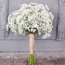 Aromatic Gypsophila Seeds Potted Gypsophila Paniculata Garden Flower Seed LJ
