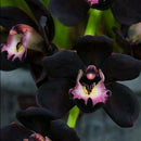 100pcs Black Cymbidium Faberi Orchid Flower Seeds Garden Decor Plant Need Supply