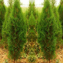 50pcs Lot Arborvitae Cypress Cupressus Sempervirens Pine Garden: Tree C1L3 B0K5