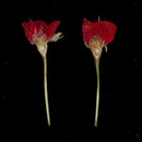 10 Pieces Pressed Dried Flower Half Cut Rose Flower Scrapbooking Embellishments