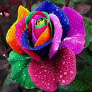 1000Pcs Beautiful Colorful Rainbow Rose Flower Seeds Yard Garden Plant Decor