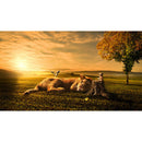 1000pcs DIY Jigsaw Lying Big Lion Puzzle Educational Animal Picture Toys