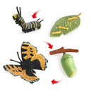 3x Realistic Nature Life Cycle Animal Growth Child Education Toys