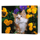DIY Digital Painting By Numbers Cat Flower Canvas Picture Modern Wall Art