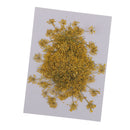 6x Pressed Flowers Real Carrot Flower Dried Flower for Jewelry Making Yellow