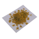 6x Pressed Flowers Real Carrot Flower Dried Flower for Jewelry Making Yellow