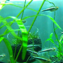 New Crystal Glass Live Plant Cup Red Shrimp Aquarium Holder FishTank G6V8