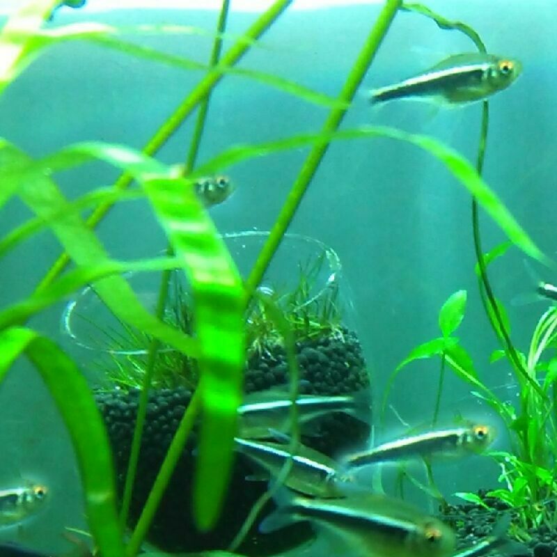 New Crystal Glass Live Plant Cup Red Shrimp Aquarium Holder FishTank G6V8