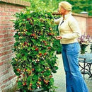 Fresh 100 Red strawberry Climbing strawberry four season fruits Strong seed LJ