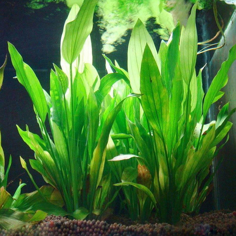 Water Grass Green Plant Ornament For Fish Tank Artificial Plastic Aquarium Plant