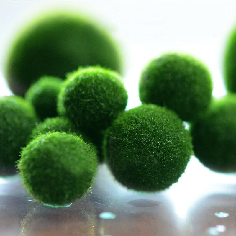 1pc Green Nano Seaweed Ball Moss Live Aquarium Plant Fis AU