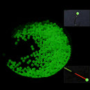 5mm Round Fishing Lure Floating Float Tackles Lures Soft Glow Rig Beads New A5P3