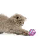 Cat Balls Dumbbell Feather Teaser Wand Funny Mouse Sisal Crinkle Pet Supply