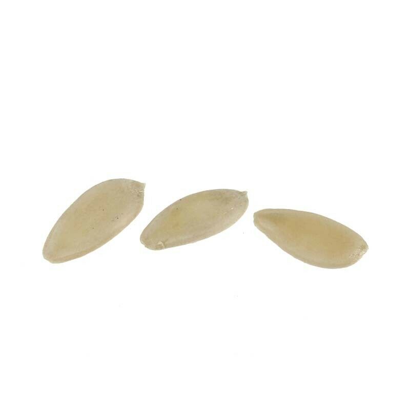 Cucumber - White Angel Organic Vegetable Seed