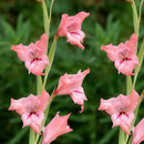 2pcs Mixed Colors Gladiolus Jumbo Giant Flower Bulbs Perennials Summer Nice H5N7
