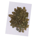 20 Pieces Green Natural Dried Flowers Pressed Leaf Leaves Thalictrum Plants