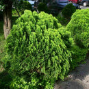 50pcs Lot Arborvitae Cypress Cupressus Sempervirens Pine Garden: Tree C1L3 B0K5