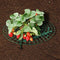 1Pcs Strawberry Holder Supports Keeping Fruit Elevated To Avoid Ground Rot