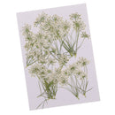 10 Pieces Lace Flower Dried Flowers Embellishments for DIY Phone Case Decoration