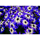 5D Chrysanthemum Full Round Drill Mosaic DIY Diamond Painting Drawing Craft