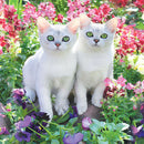 5D Full Round Diamond Painting Animals diy Cross Stitch (Cats-LD287)