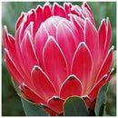 5D DIY Diamond Painting Flower Full Round Drill Embroidery Wall Art (QF315)