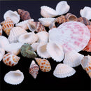 100g Beach Mixed SeaShells Mix Sea Shells Shell Craft SeaShells Aquarium Dec OZ